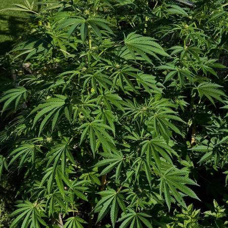 3 Strains 4 plants