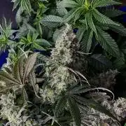 Divine Og Kush Bio