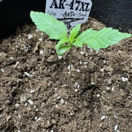 Ak-47 auto