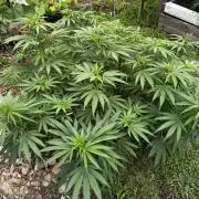 Candy Cream Go Fast