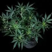 ?Delicious Cookies Auto #3?
