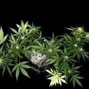 Lemon haze Auto