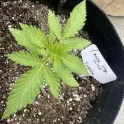 Amnesia Haze GoFast