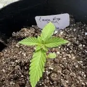 Amnesia Haze GoFast