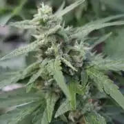 Black Orchid auto