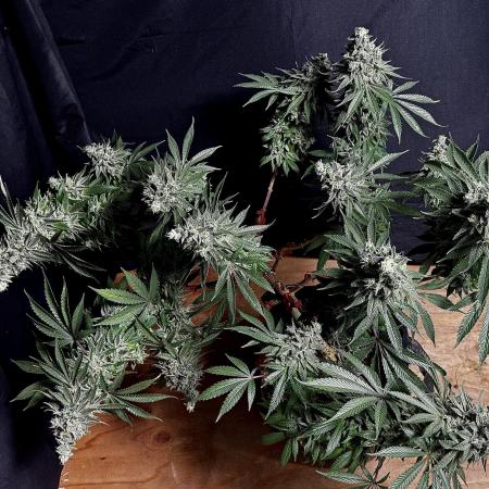 MacNcheese