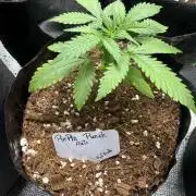 Purple Punch Auto 4
