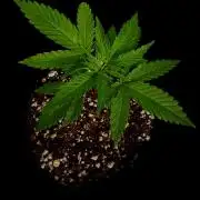Gelato