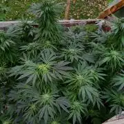 Golosa