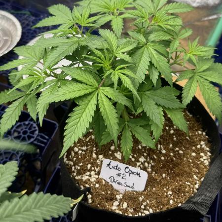 Auto Opiom #2
