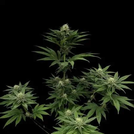 Zkittlez