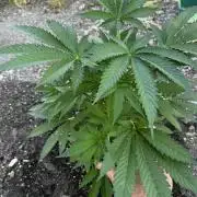 Amnesia Haze GoFast