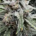 Cookies Apple Og F1 auto