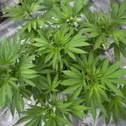 Golosa