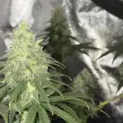 Divine Og Kush Bio