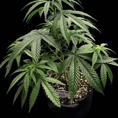 Strawberry Cough