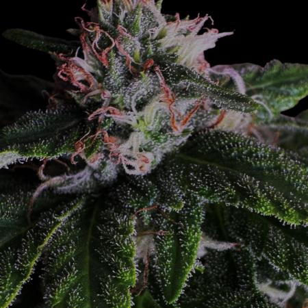 Sour Diesel