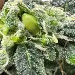 Gg#4&Amnesia lemon✂️✂️