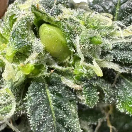 Gg#4&Amnesia lemon