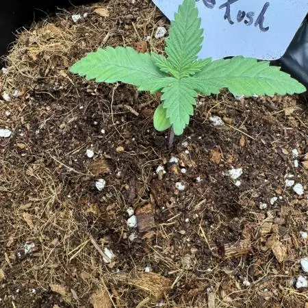 Divine Og Kush