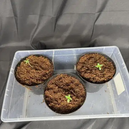 Cookies Apple Og F1 auto