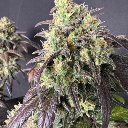 Strawberry cheesecake