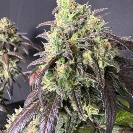Strawberry cheesecake