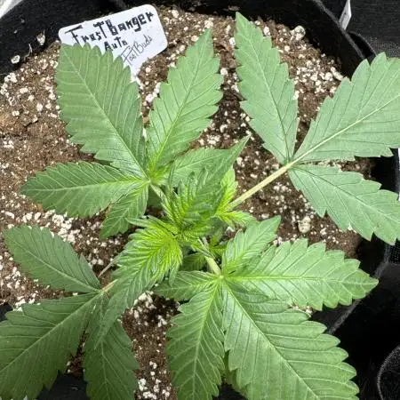 FrostBanger Auto