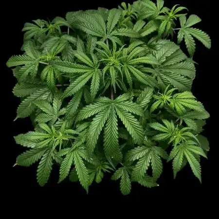 Cookies Apple Og F1 auto