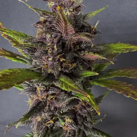 Devil Cream auto