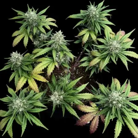 LSO:Purple punch Auto