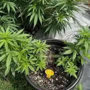 Black Orchid auto