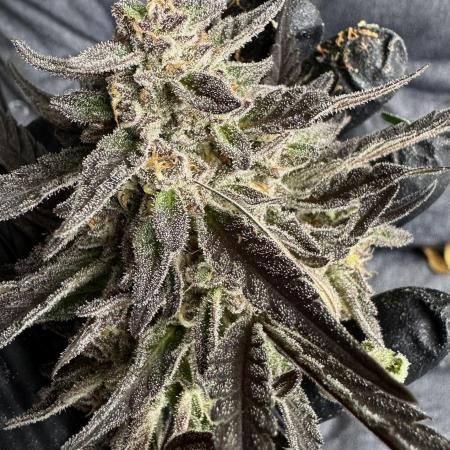 Délicieuse Cookies/out