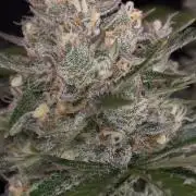 Delicious Cookies Auto #3?