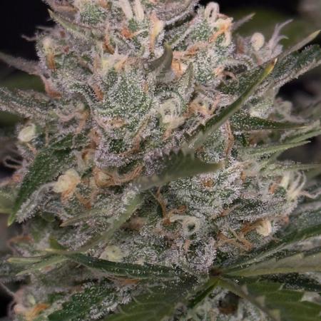 Delicious Cookies Auto #3?