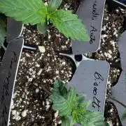 Biscotti Auto