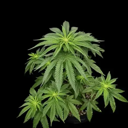 Zkittlez
