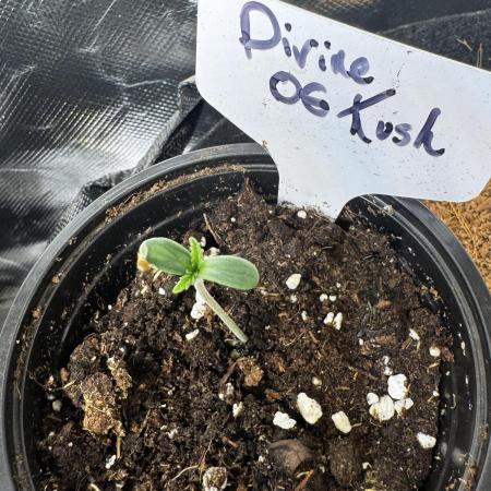 Divine OG Kush