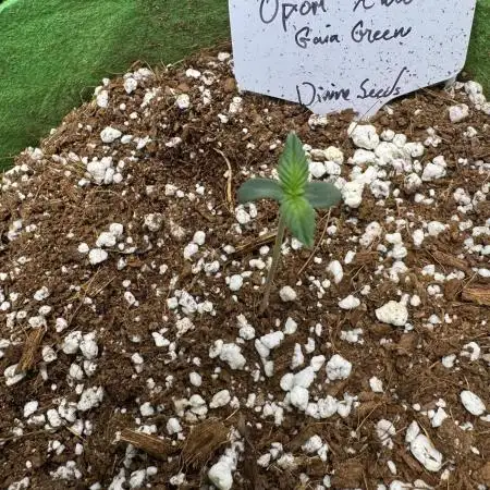 Opiom Auto/1gall/coco/bio