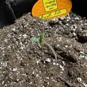Biscotti Auto