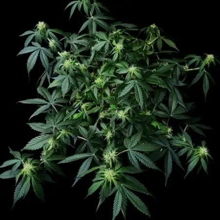 Auto Opiom #2