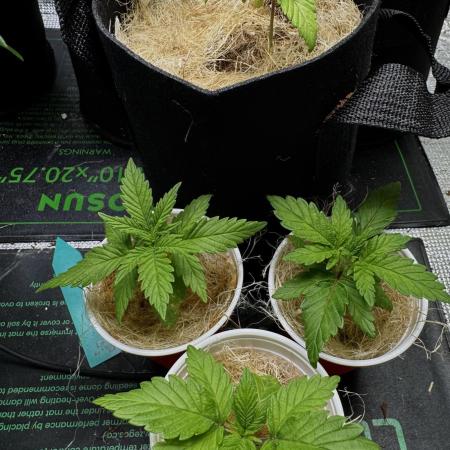 Sunset Sherbet Go Fast