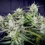 Auto Moon Rock