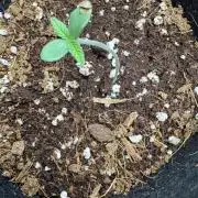 Izi diesel génétique #2