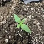Gorilla Cookies auto