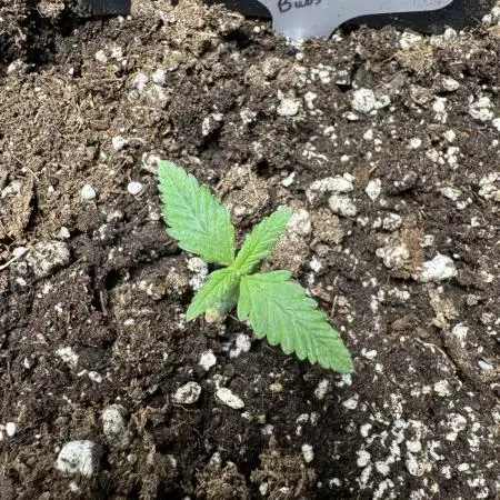 Gorilla Cookies auto