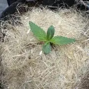 Izi diesel génétique #2