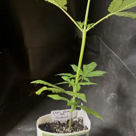 Devil Cream auto