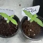 Divine Og Kush