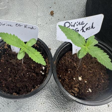 Divine Og Kush